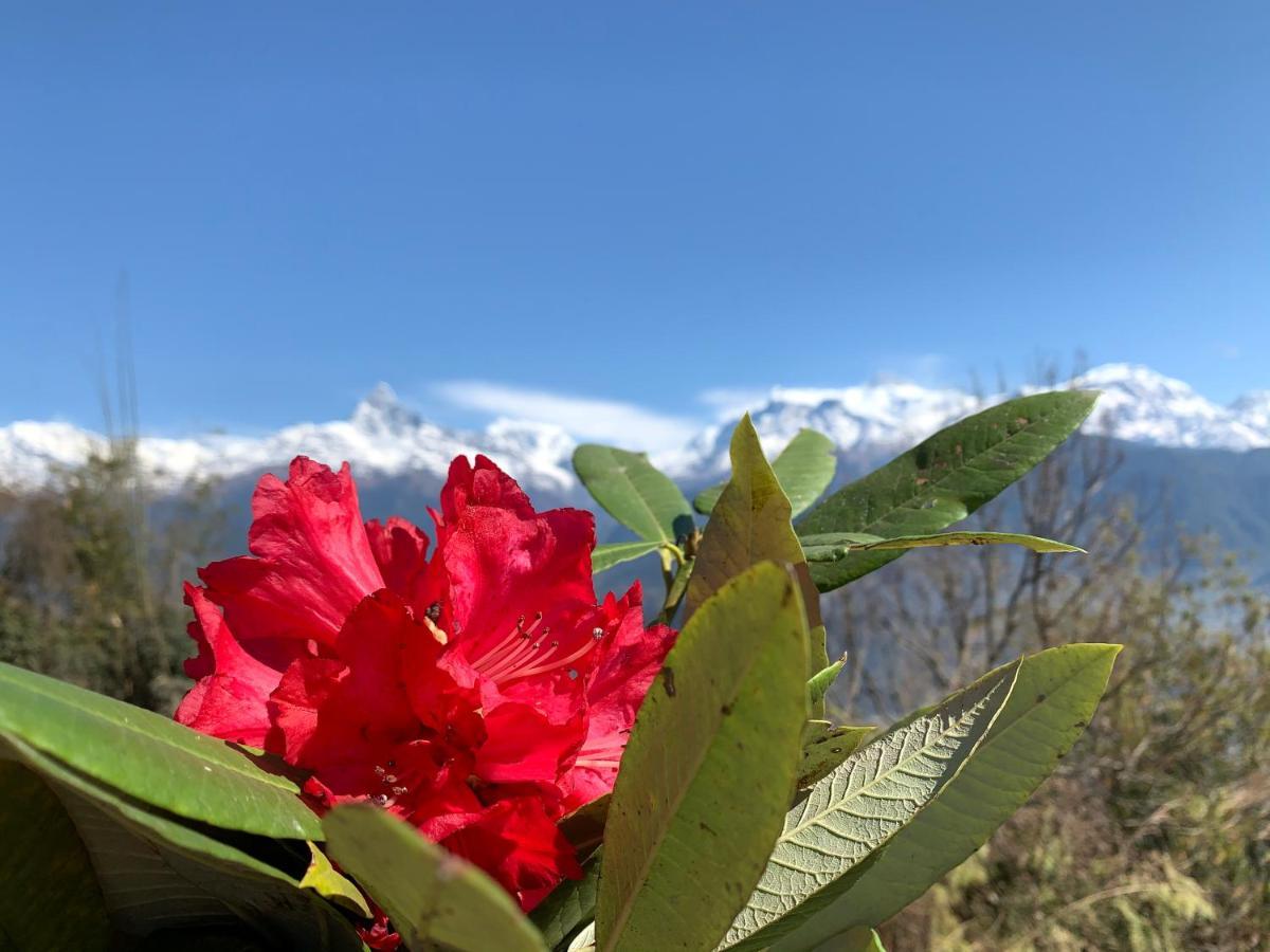 Hotel Pristine Himalaya Pokhara Kültér fotó